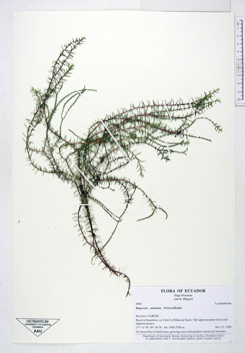 Huperzia subulata photo 4