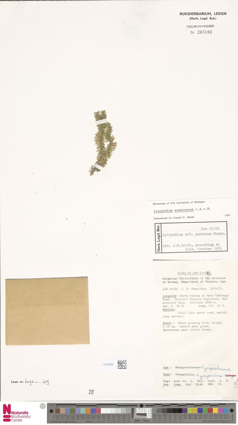 Huperzia sumatrana photo 2