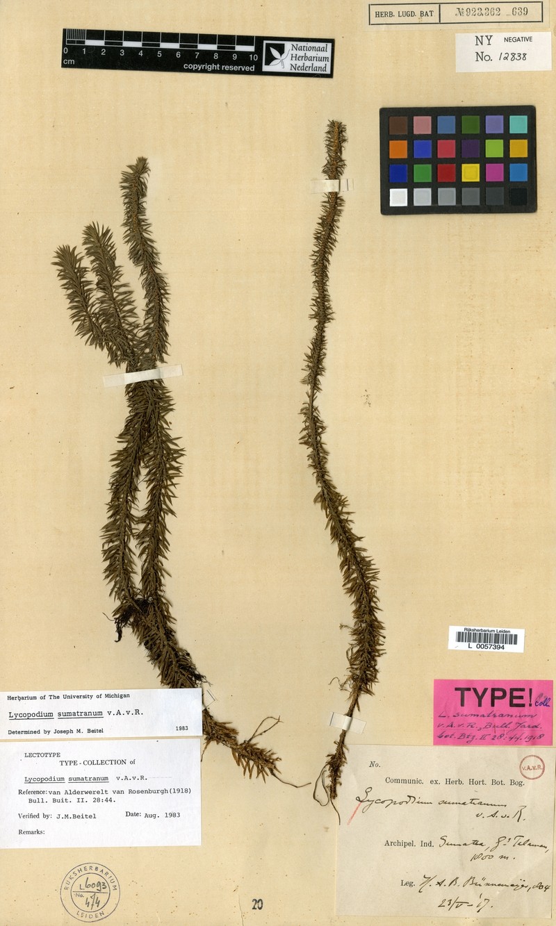 Huperzia sumatrana photo 3
