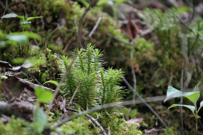 Huperzia sutchueniana