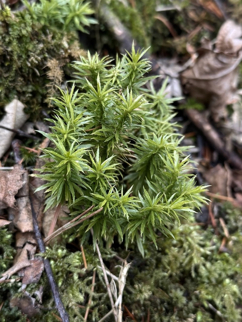 Huperzia sutchueniana photo 2
