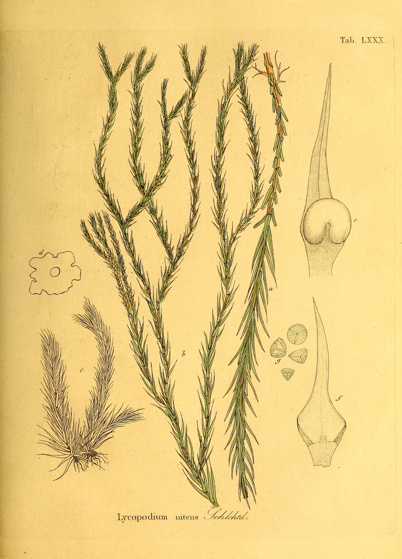 Yewleaf Clubmoss photo 2
