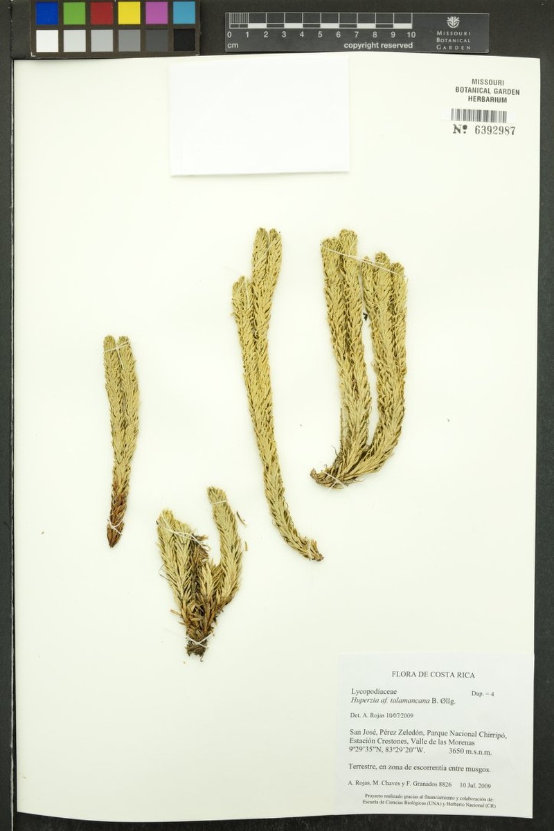 Huperzia talamancana photo 2