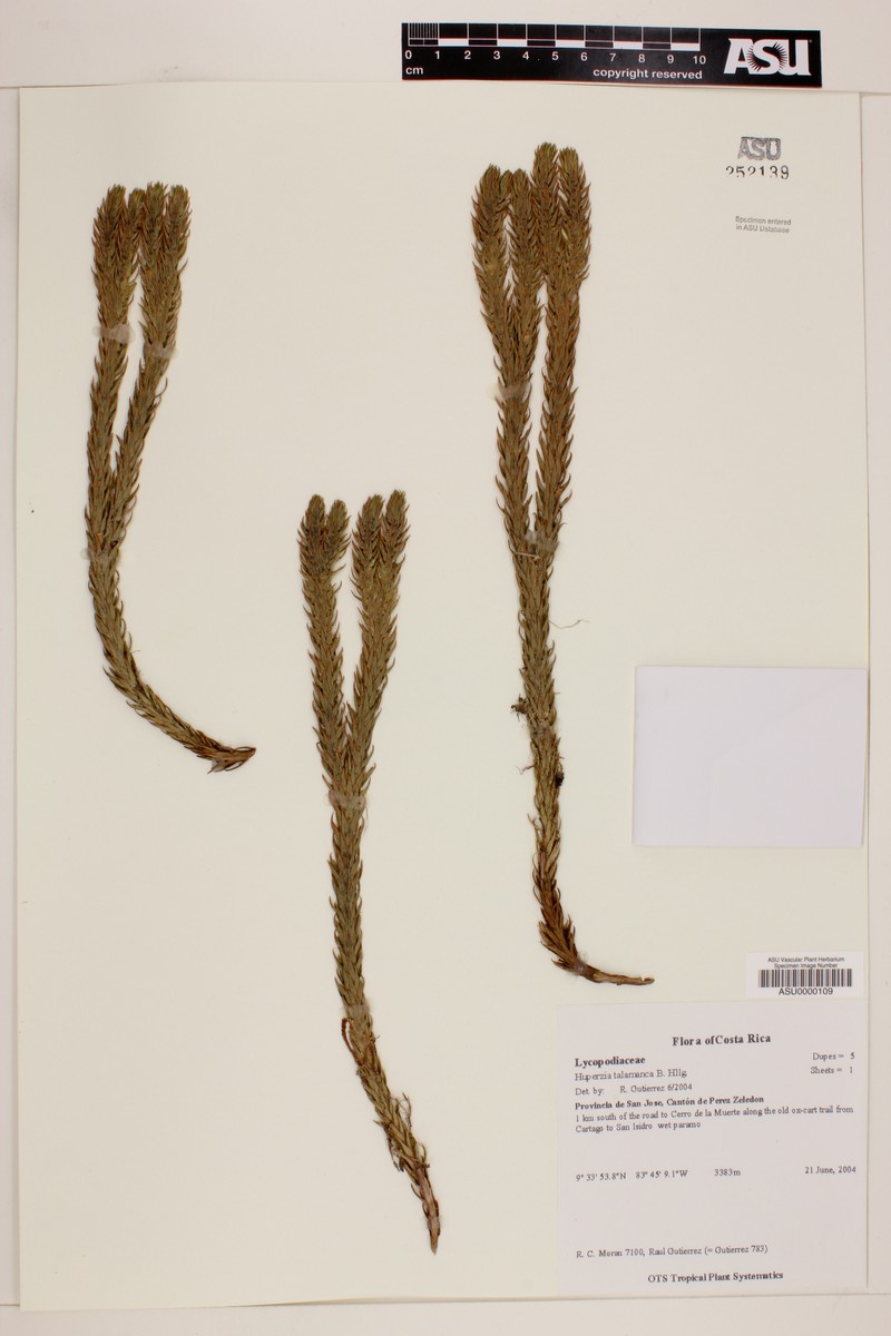 Huperzia talamancana photo 3