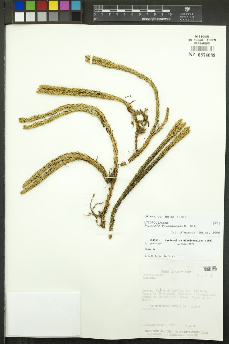 Huperzia talamancana photo 4