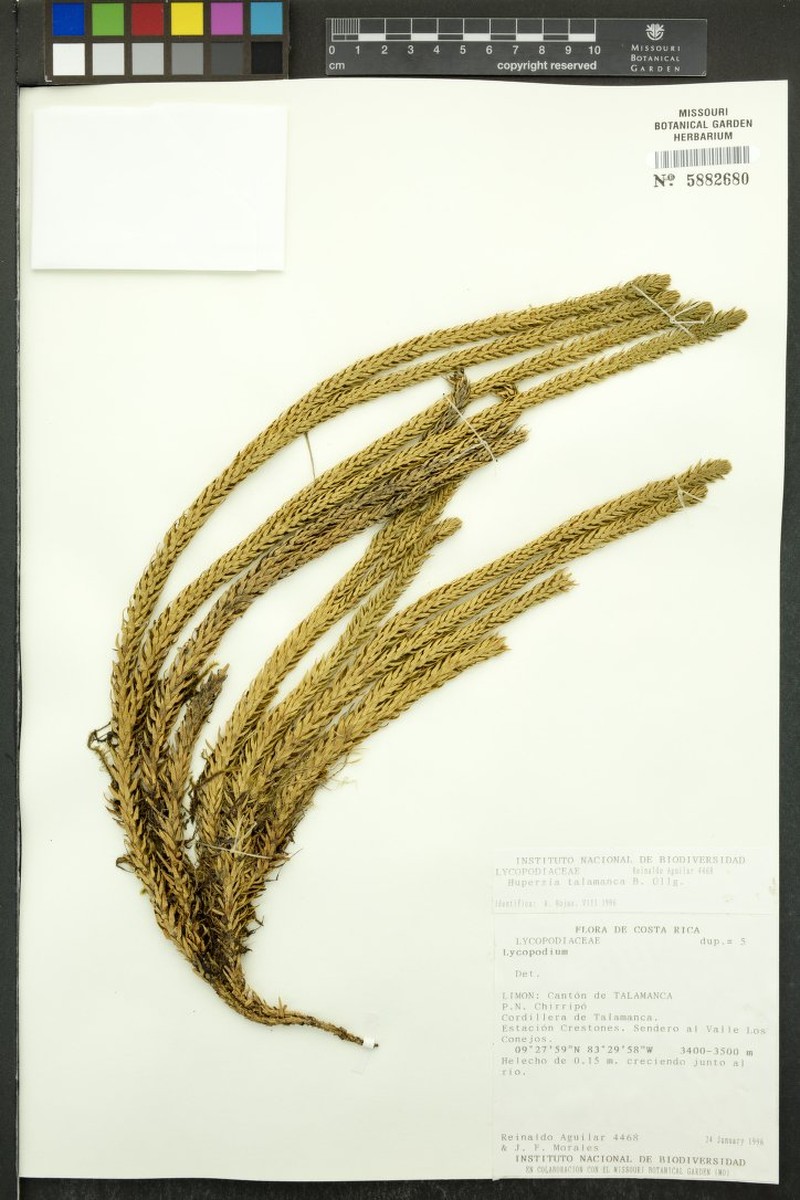 Huperzia talamancana photo 5