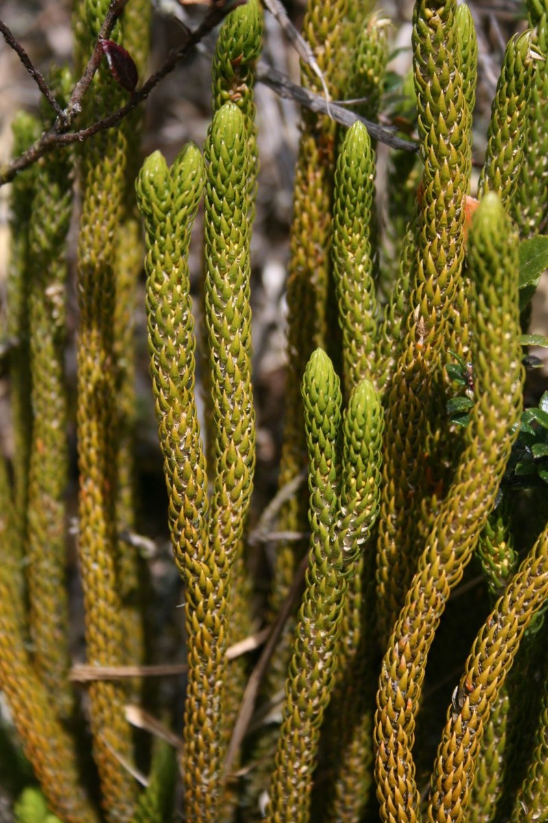 Huperzia talamancana