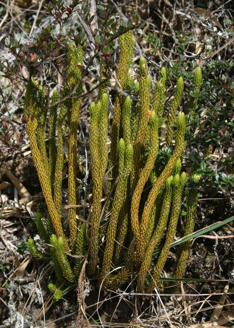 Huperzia talamancana photo 6