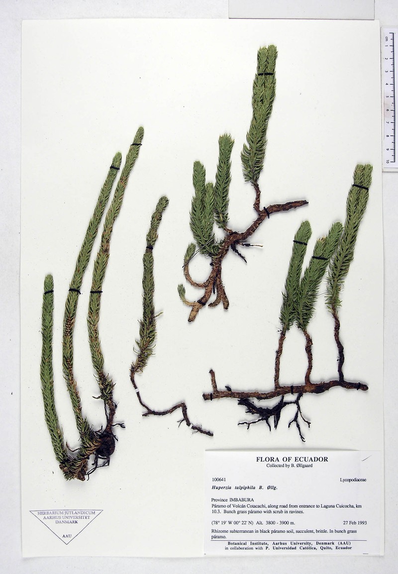 Huperzia talpiphila