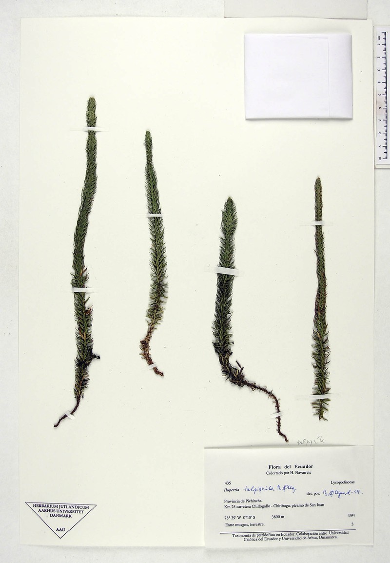 Huperzia talpiphila photo 2