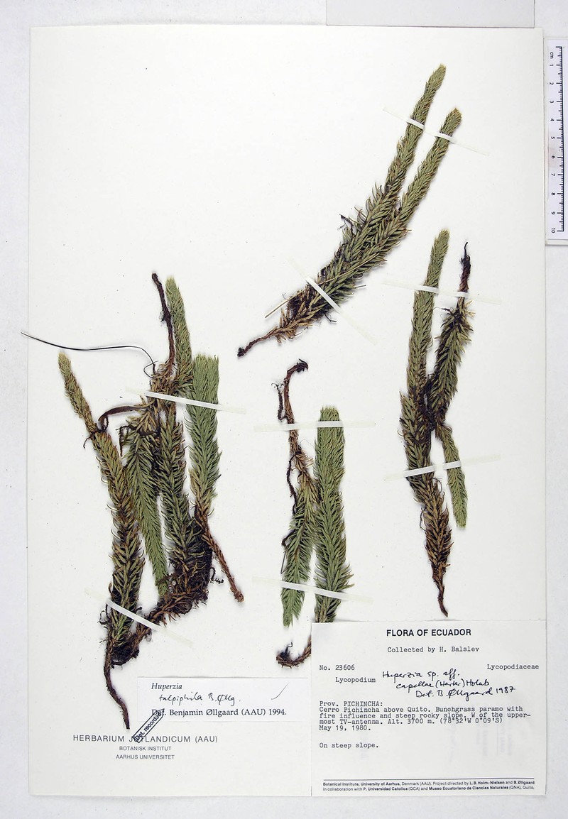 Huperzia talpiphila photo 3