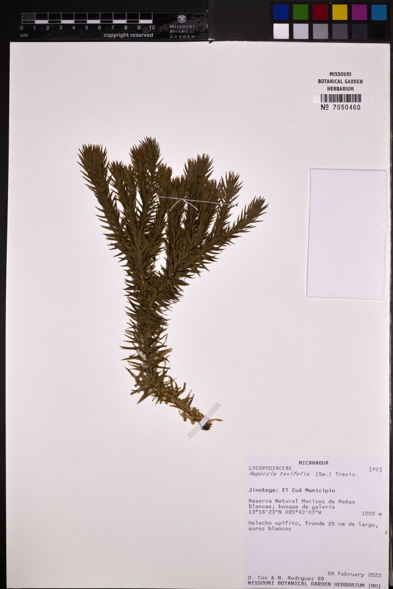 Yewleaf Clubmoss