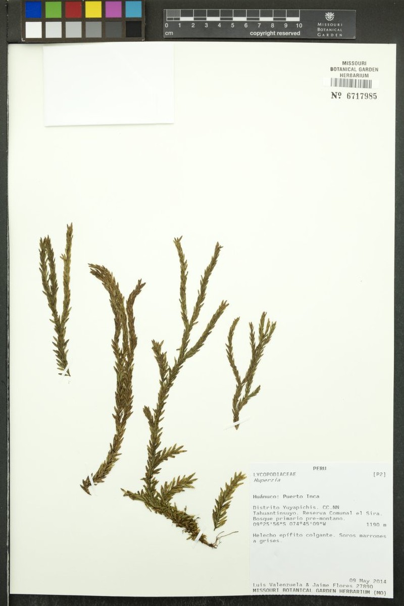 Yewleaf Clubmoss photo 2