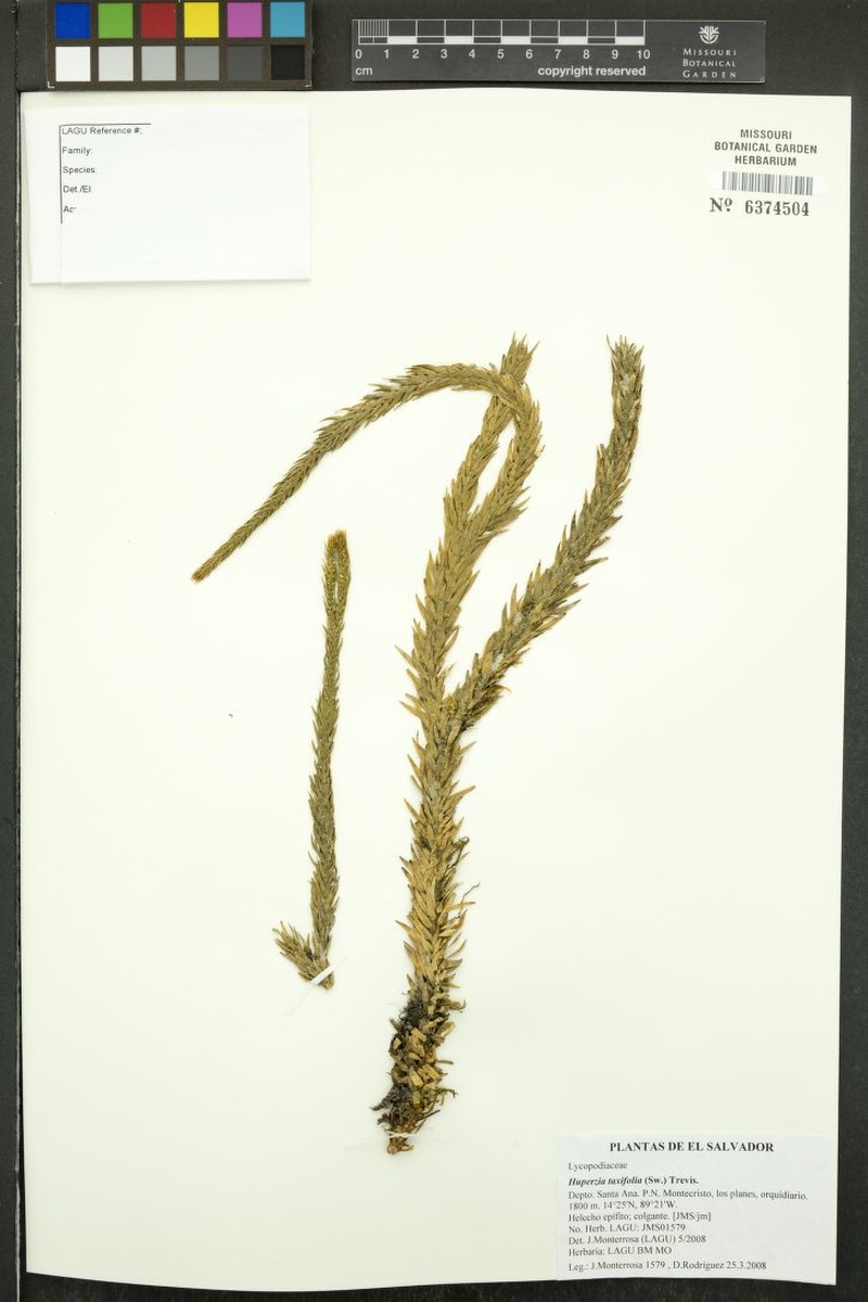 Yewleaf Clubmoss photo 3