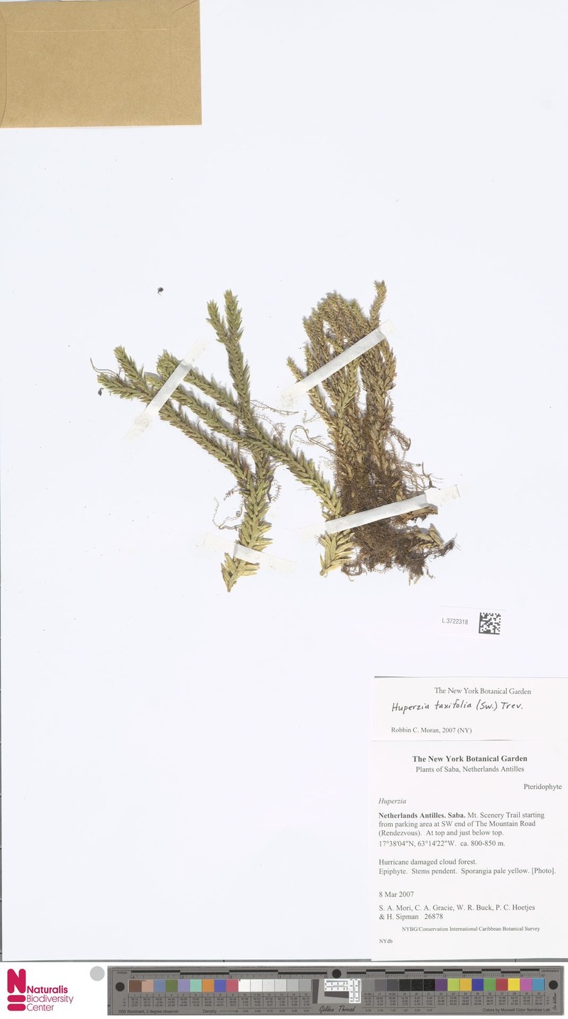 Yewleaf Clubmoss photo 5