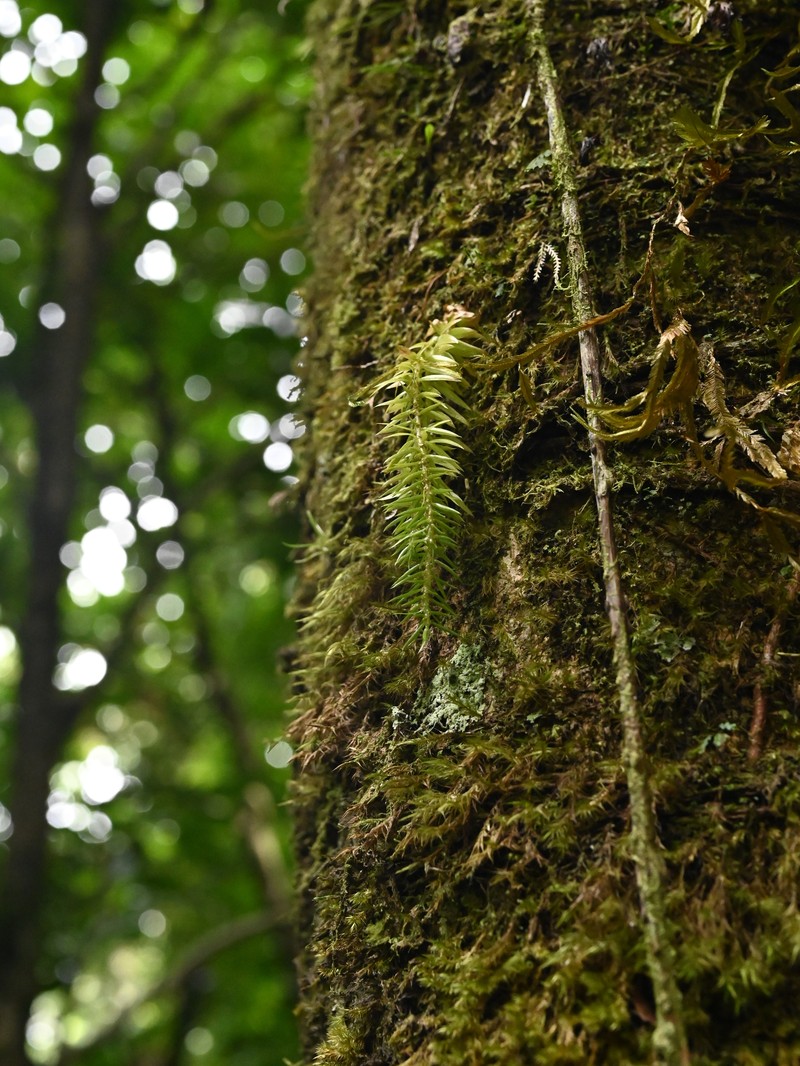 Narrowleaf Clubmoss photo 4