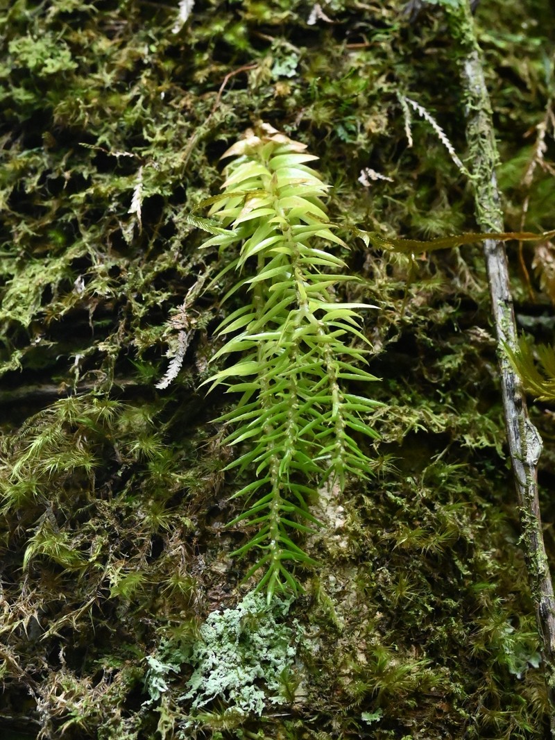 Narrowleaf Clubmoss