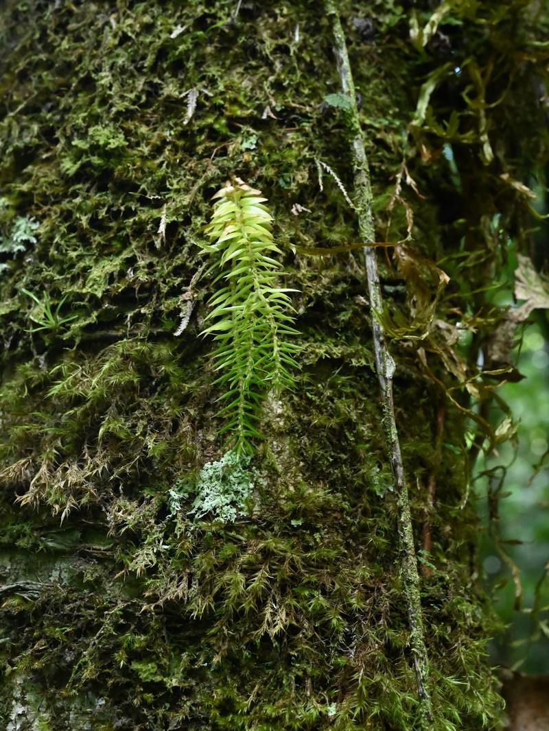 Narrowleaf Clubmoss photo 2