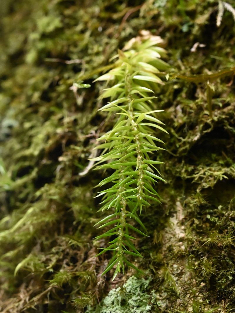 Narrowleaf Clubmoss photo 3