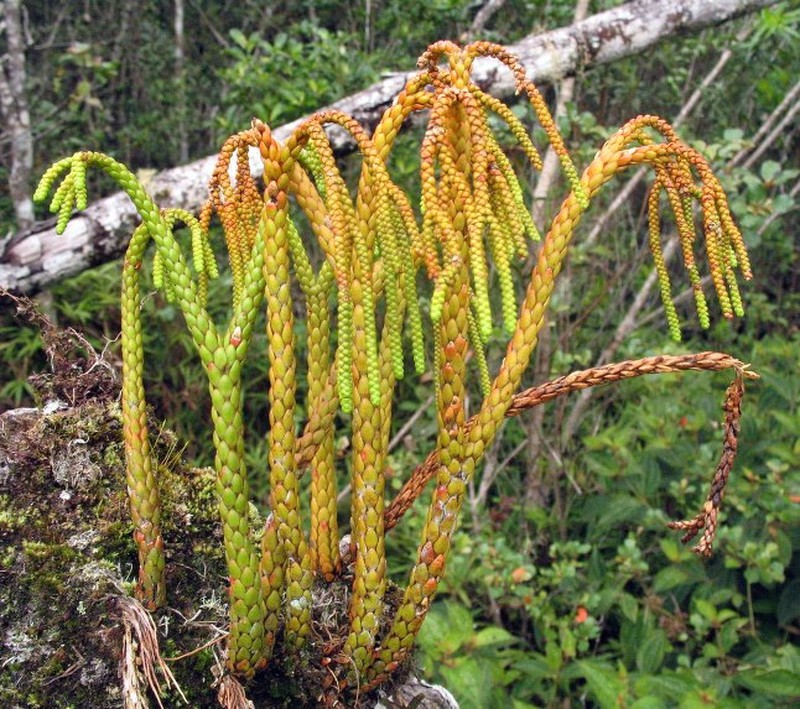 Huperzia teretirigida