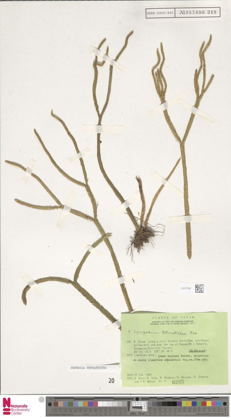Huperzia tetrasticha