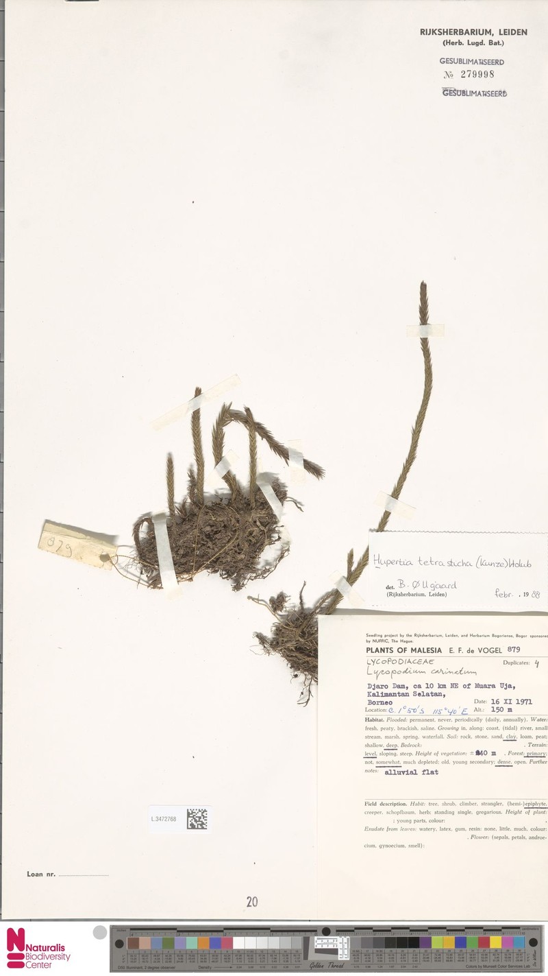 Huperzia tetrasticha photo 2