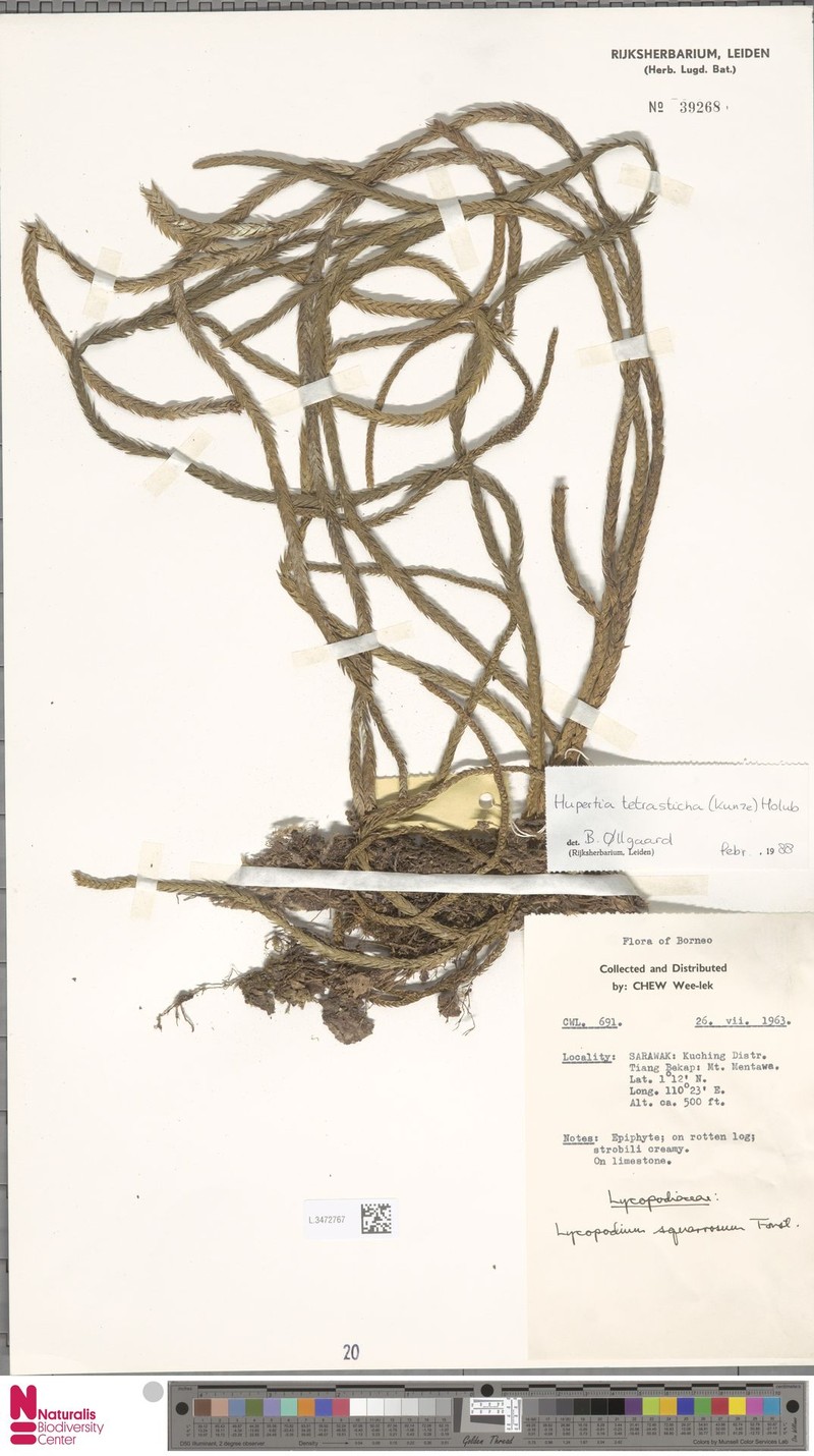 Huperzia tetrasticha photo 3