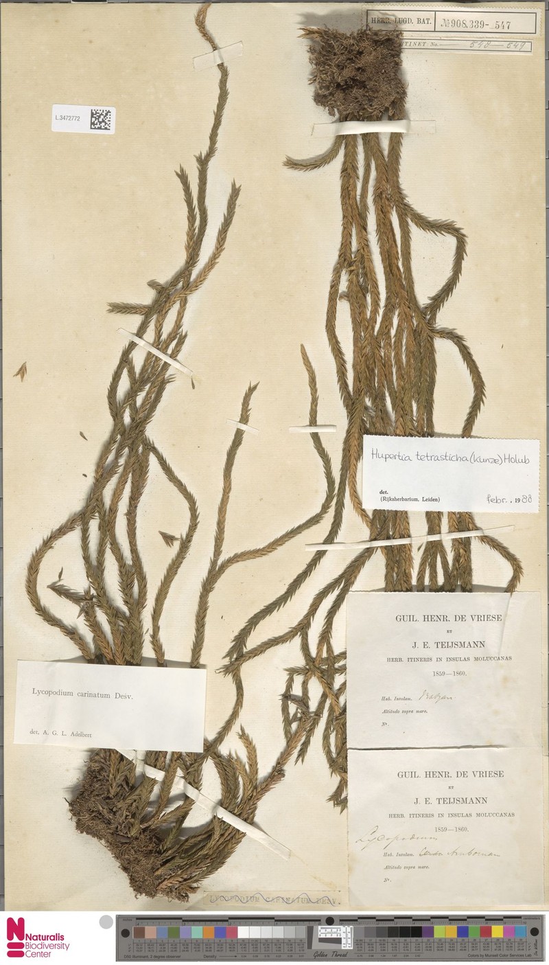 Huperzia tetrasticha photo 4