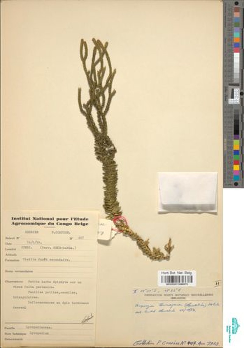 Huperzia tournayana