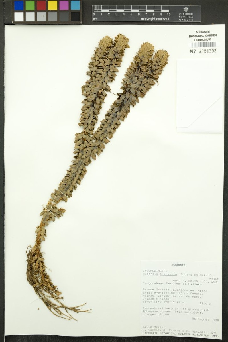 Huperzia transilla