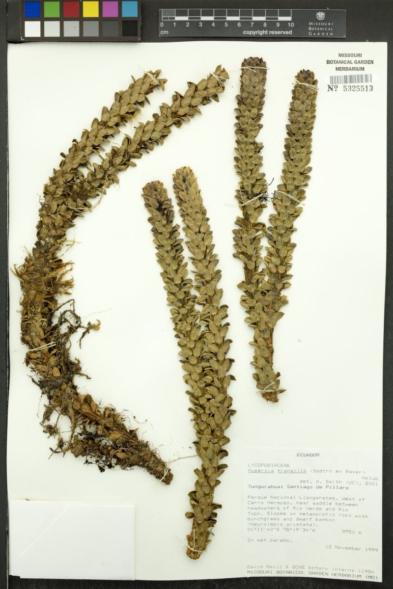 Huperzia transilla photo 2
