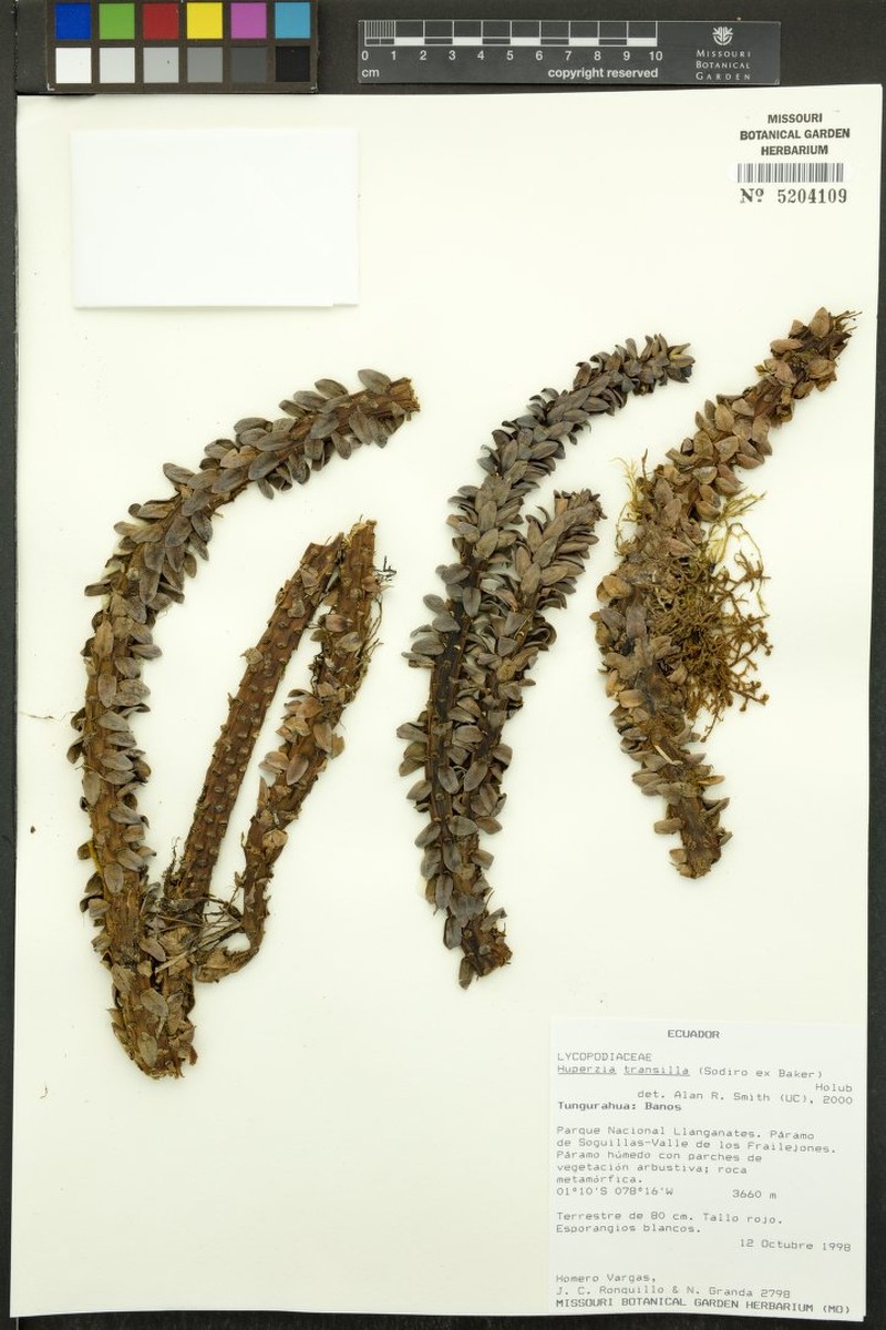 Huperzia transilla photo 3