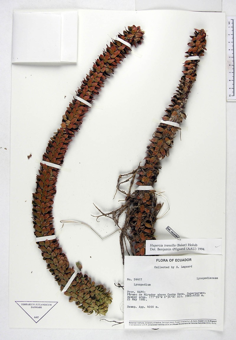 Huperzia transilla photo 4