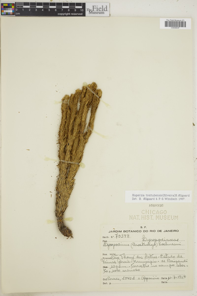 Huperzia treitubensis