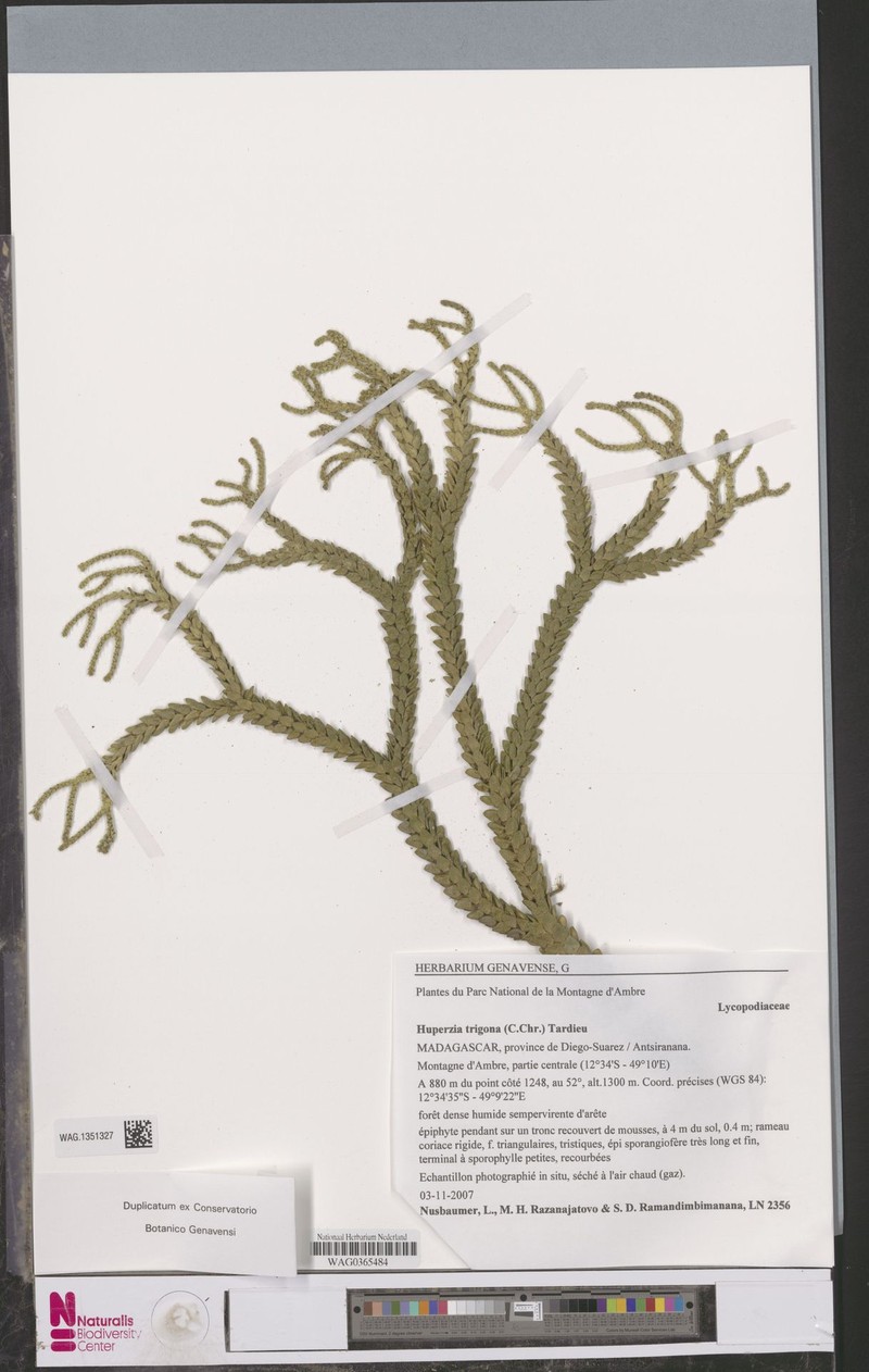 Huperzia trigona