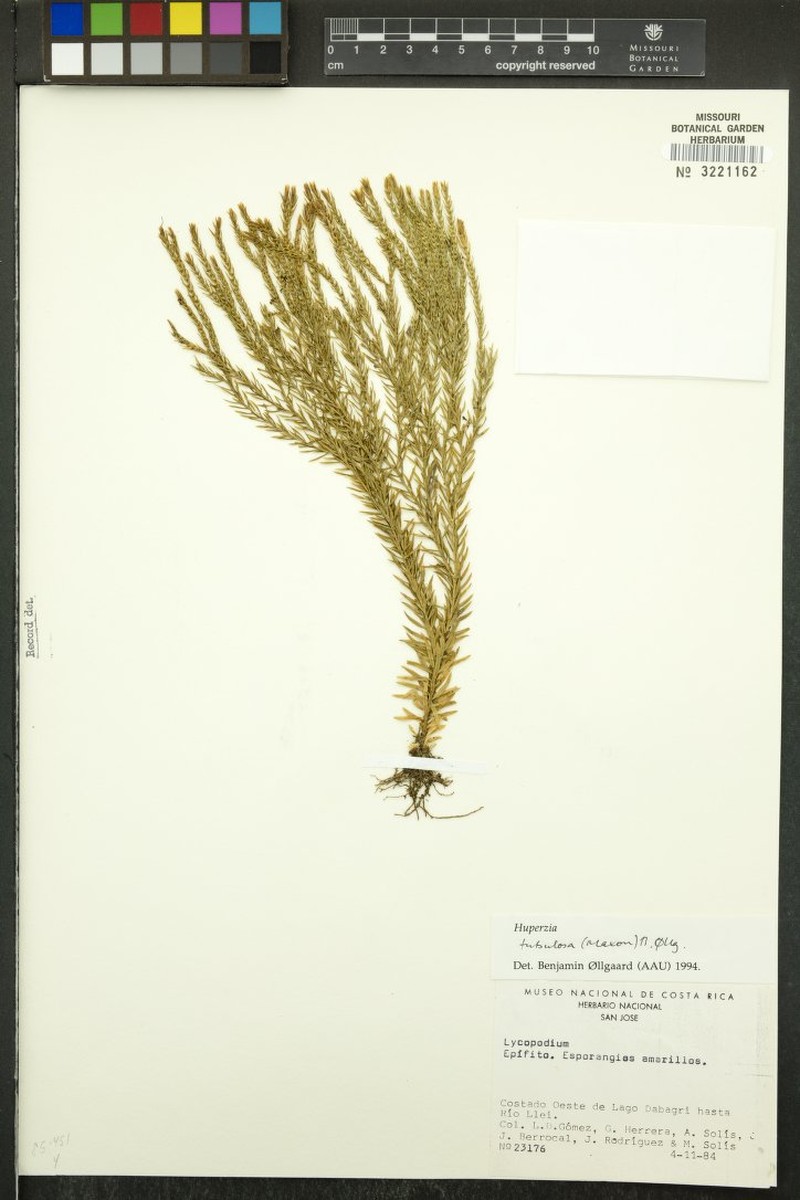 Huperzia tubulosa