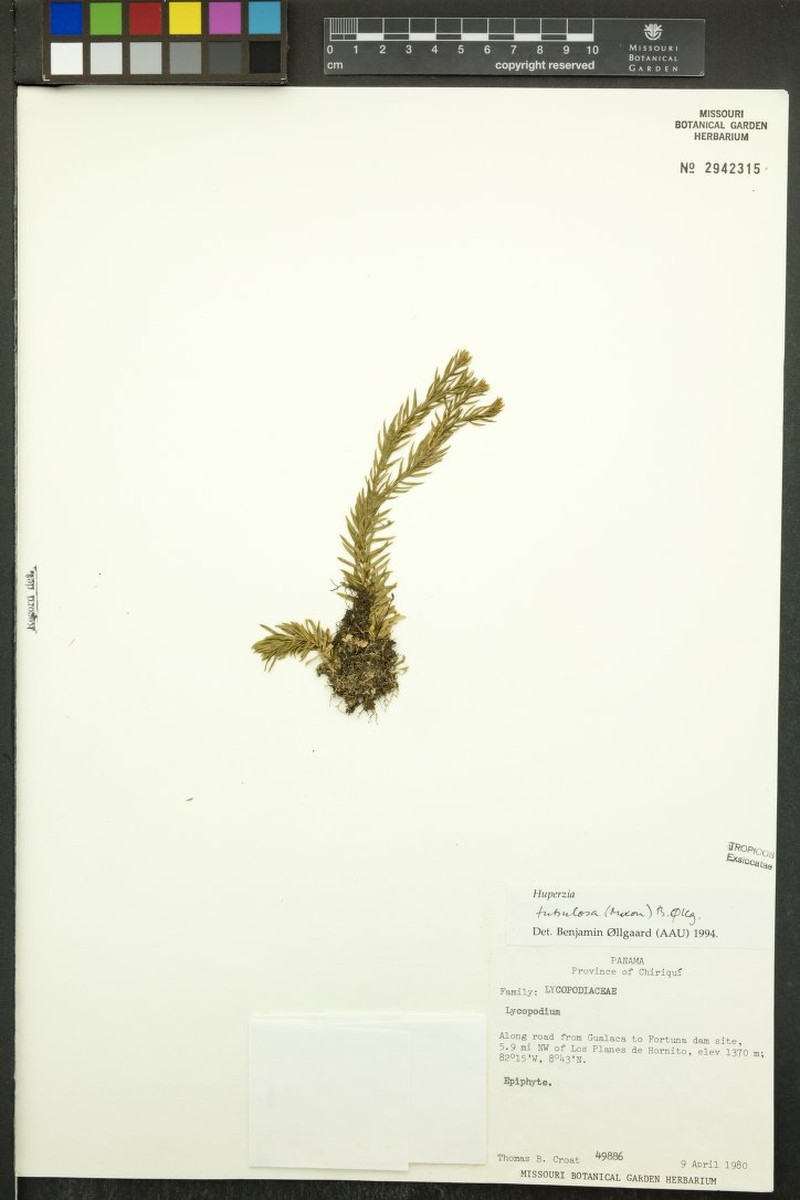 Huperzia tubulosa photo 2