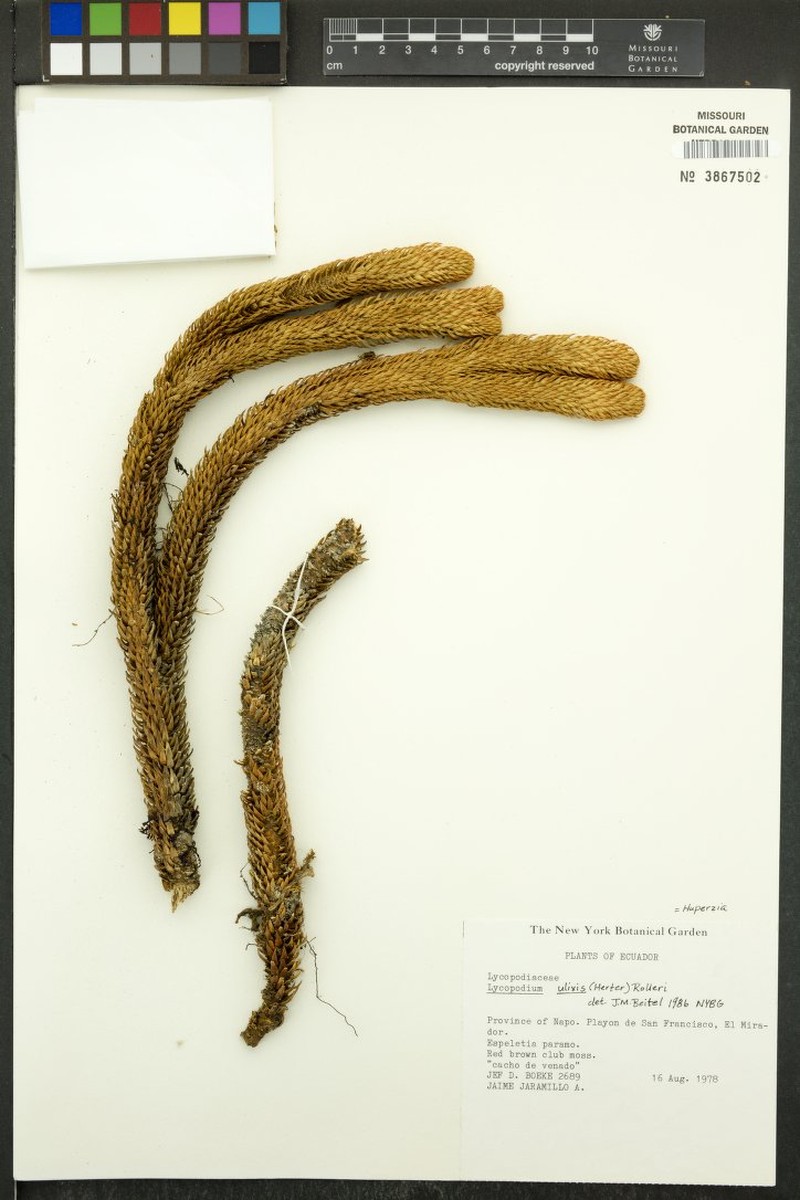 Huperzia ulixis