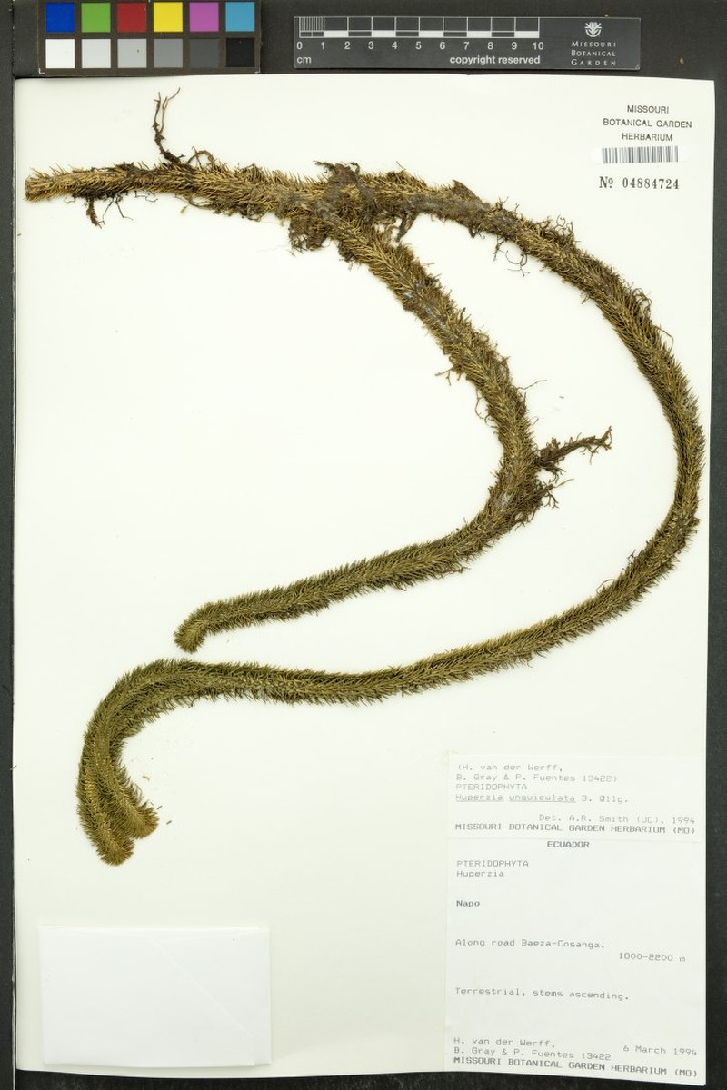 Huperzia unguiculata