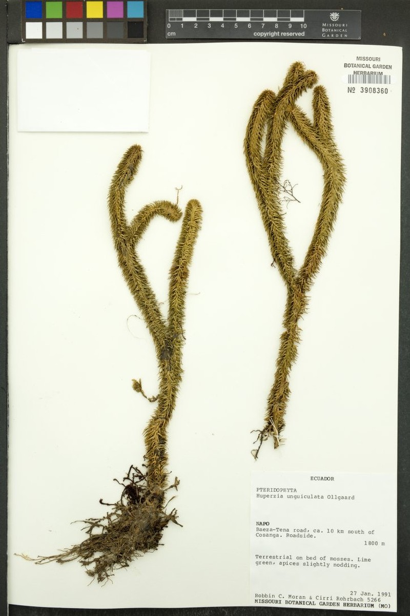 Huperzia unguiculata photo 2