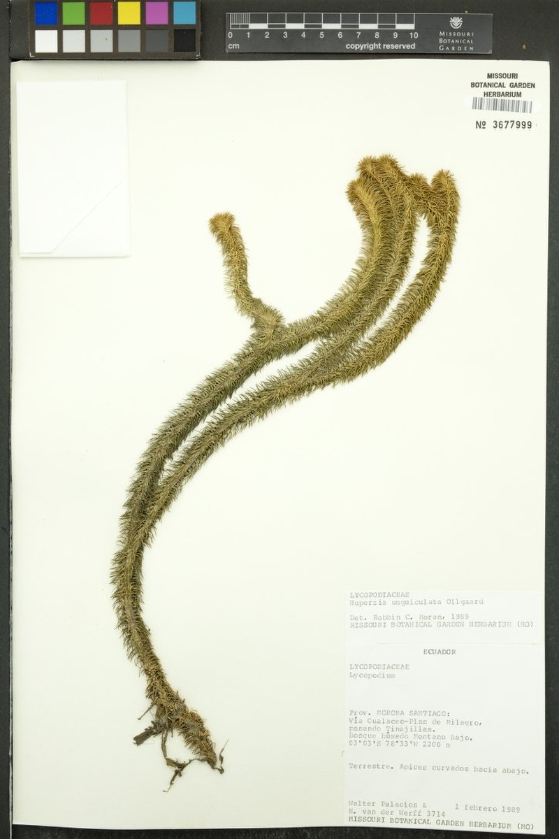 Huperzia unguiculata photo 3