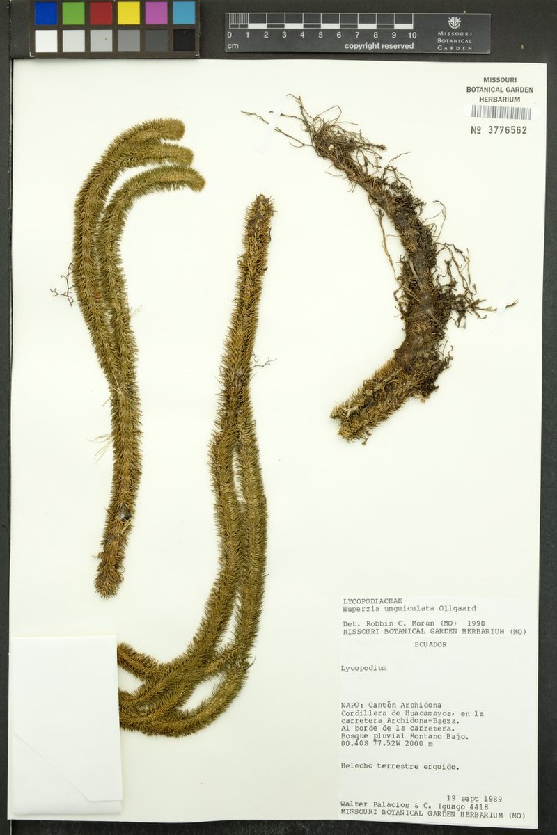 Huperzia unguiculata photo 4