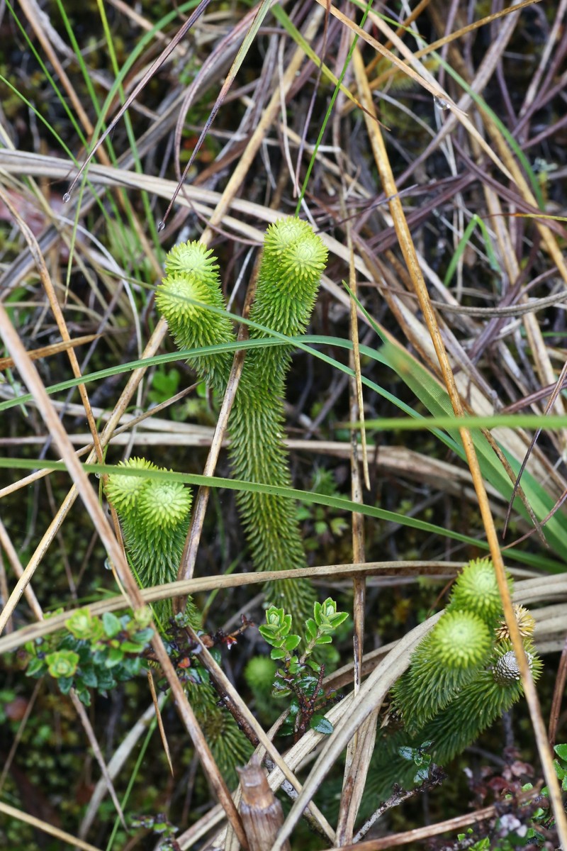 Huperzia urbanii