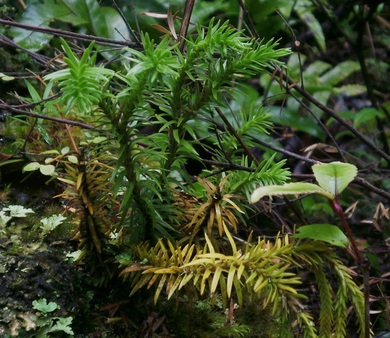 Huperzia varia