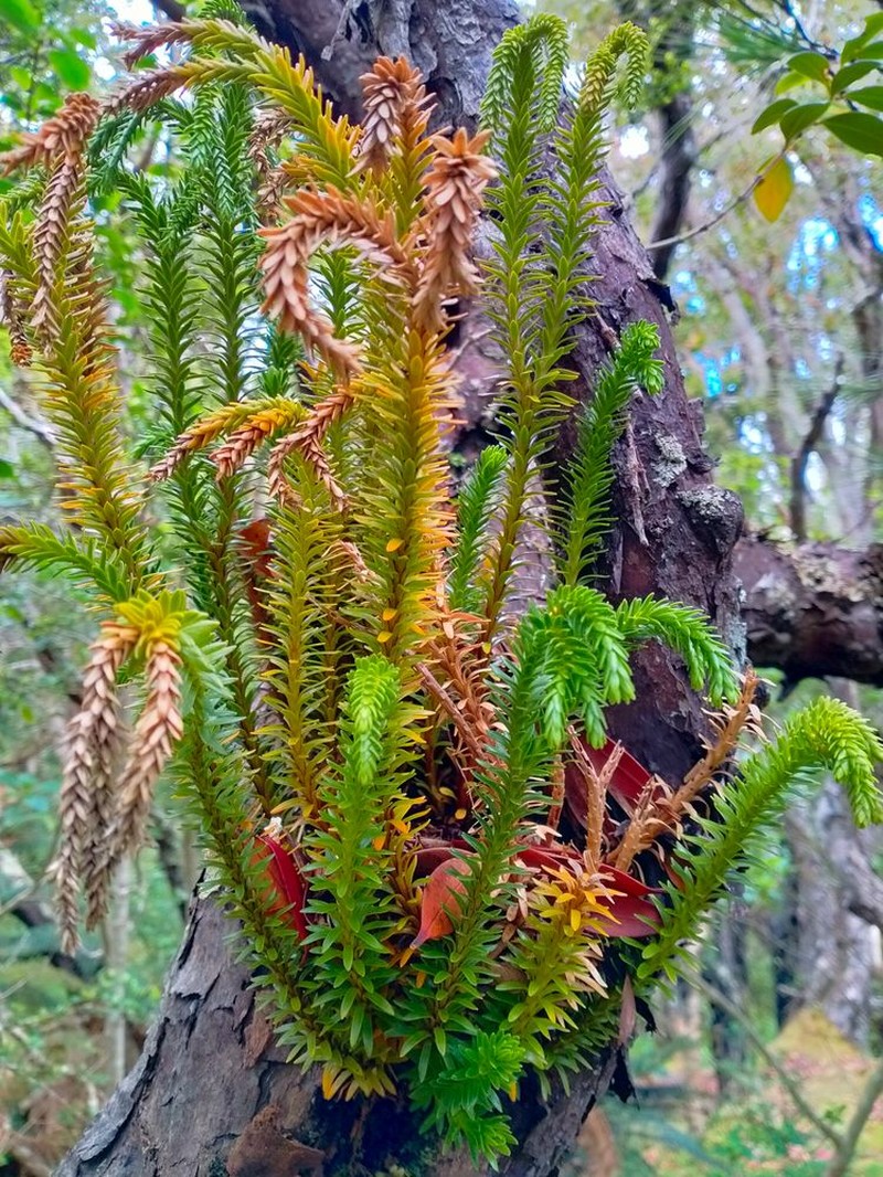 Huperzia varia photo 3