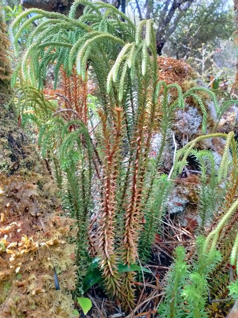 Huperzia varia photo 5