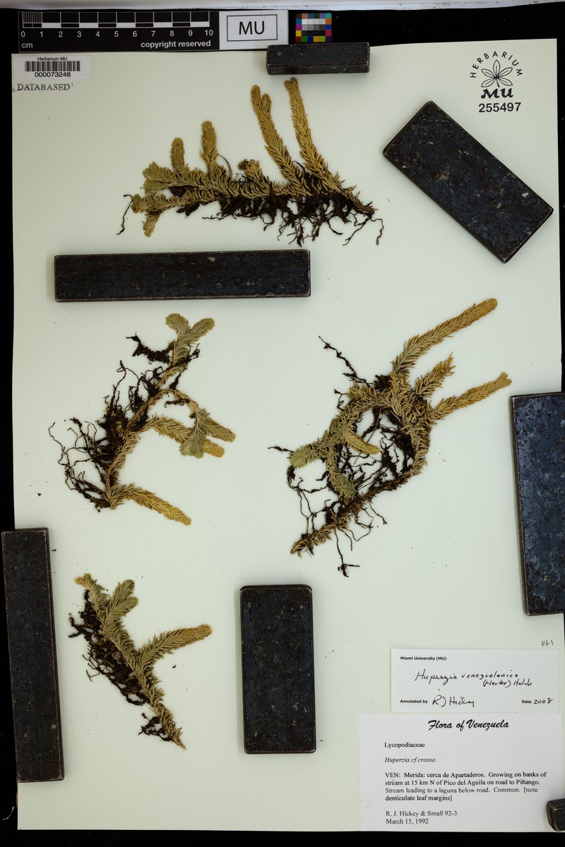 Huperzia venezuelanica