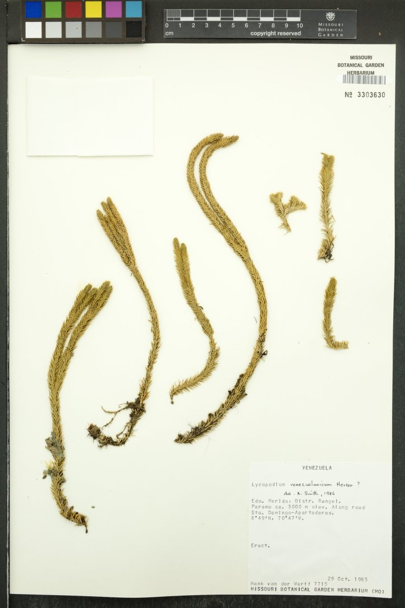 Huperzia venezuelanica photo 3