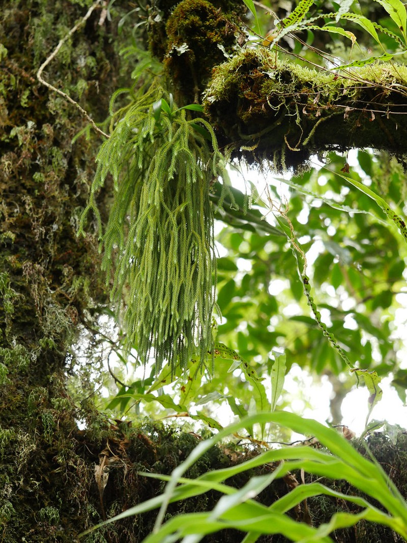 Stringleaf Clubmoss