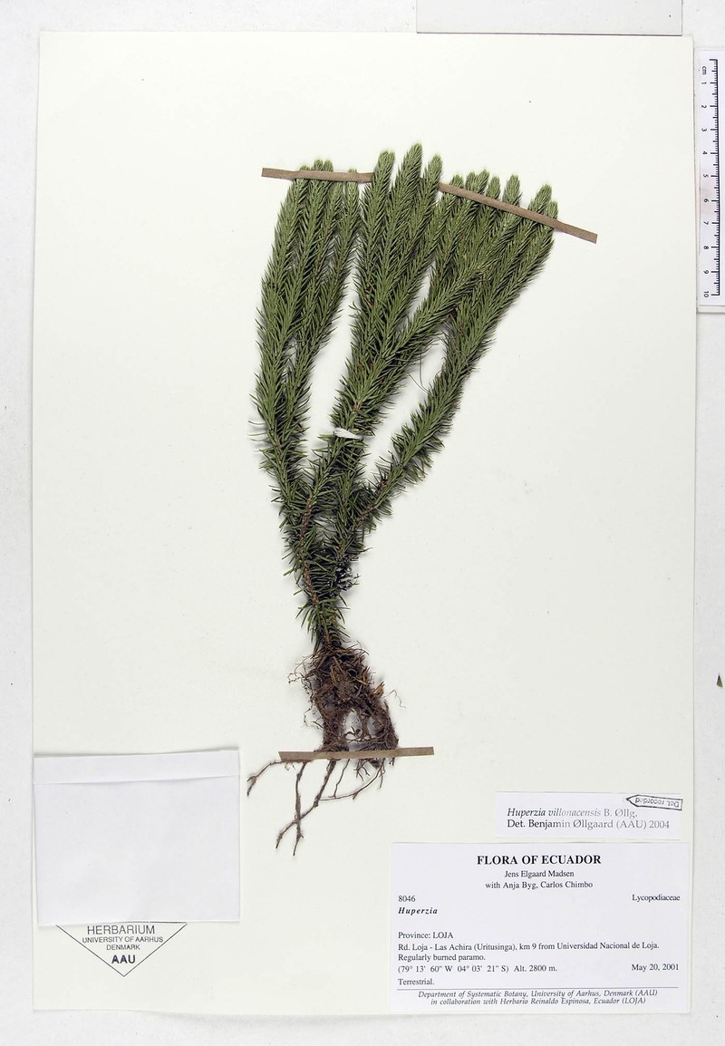 Huperzia villonacensis